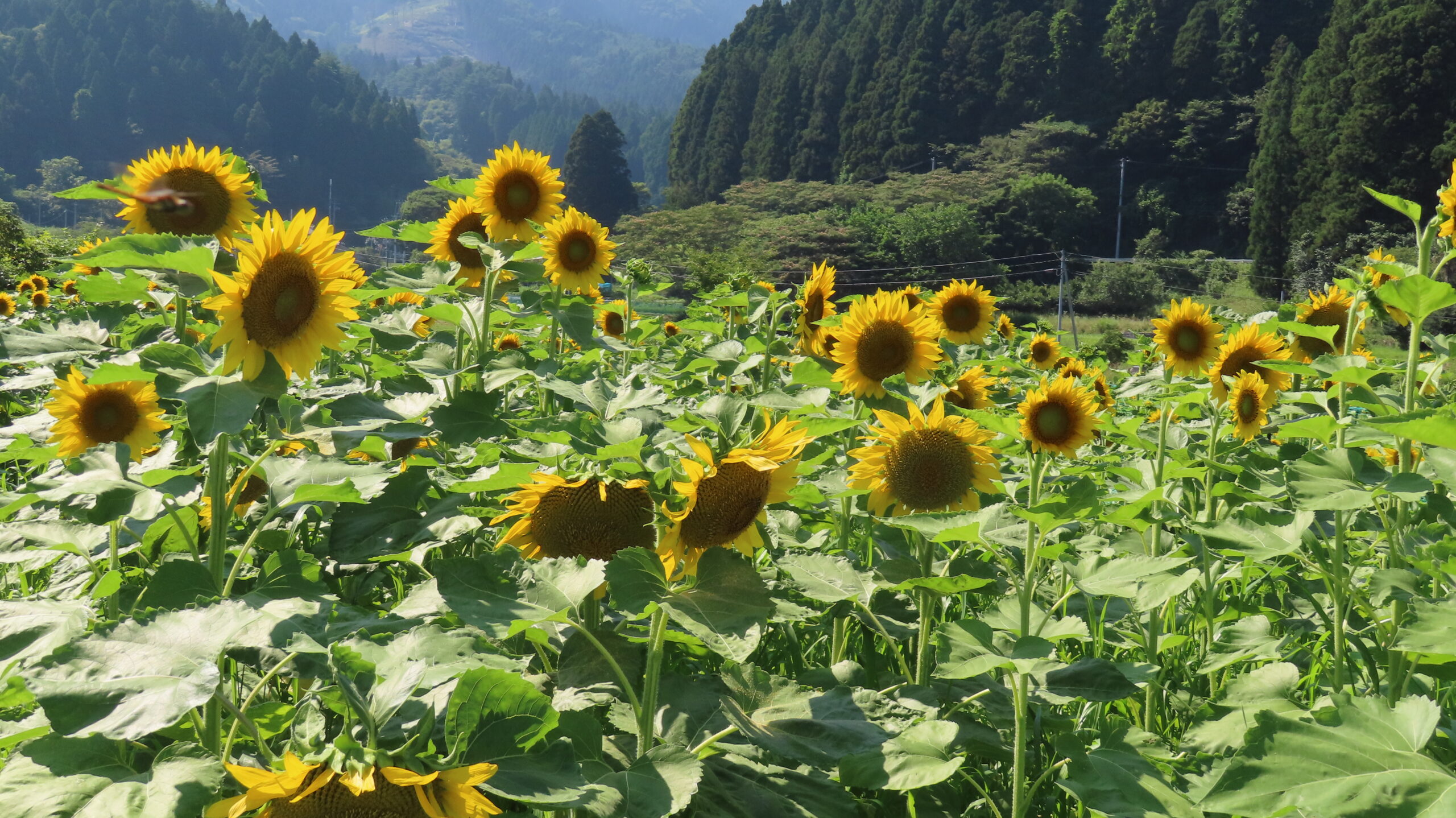 🌞Sunflower開花🌻